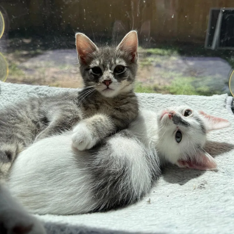 A baby small-sized female Gray / Blue / Silver Domestic Short Hair cat named Maple for adoption in Houston, TX