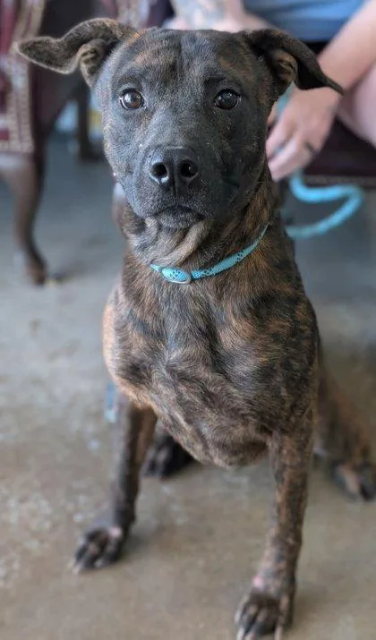 An adult large-sized male Boxer dog named Jensen for adoption in La Harpe, KS