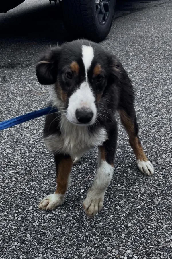 A baby medium-sized male Australian Shepherd dog named Finn for adoption in Salisbury, MD