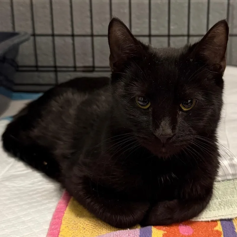 A young medium-sized male Domestic Short Hair cat named Minor for adoption in Ewing, NJ