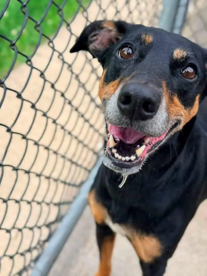 A senior medium-sized female Black Doberman Pinscher dog named Kalani for adoption in Chicago, IL