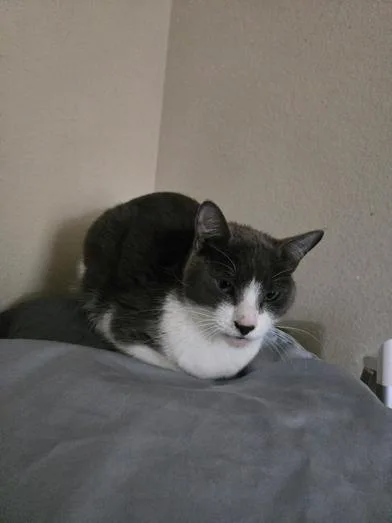 An adult medium-sized female Black & White / Tuxedo Russian Blue cat named Jelly Bean & Dio for adoption in Liverpool, TX