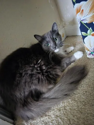 Jelly Bean & Dio thumbnail 3