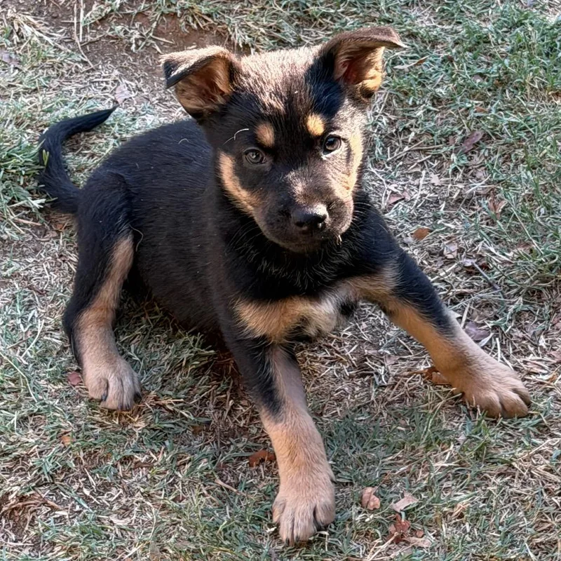 A baby medium-sized male Black Shepherd dog named Yogi for adoption in Sacramento, CA