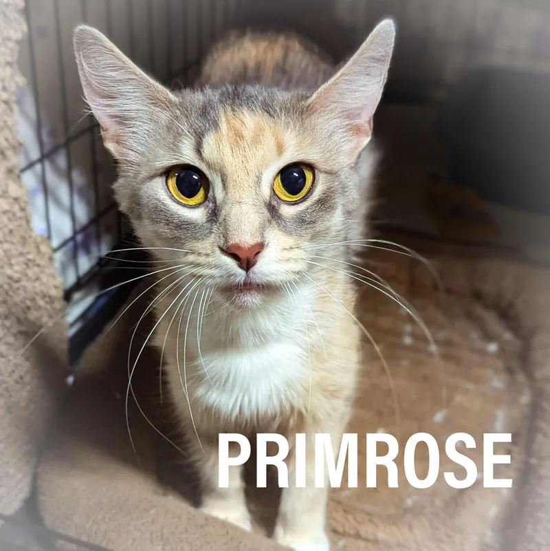 An adult medium-sized female Dilute Calico Domestic Medium Hair cat named Primrose for adoption in Griffith, IN