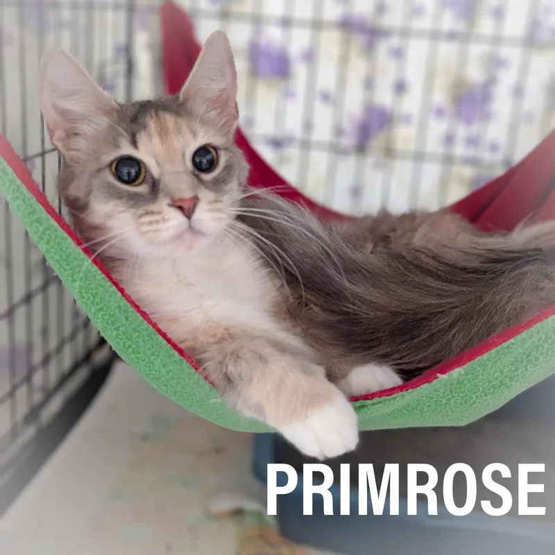 Primrose thumbnail 2