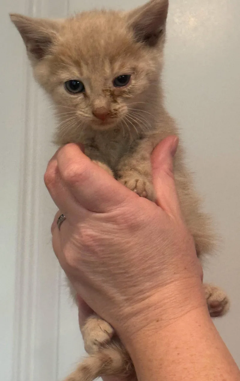 A baby medium-sized male Domestic Short Hair cat named Cannon for adoption in Forest, VA
