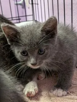 A baby small-sized female Gray / Blue / Silver Domestic Short Hair cat named 61709120 for adoption in El Paso, TX