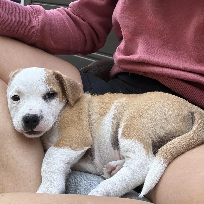 A baby small-sized male Pembroke Welsh Corgi dog named Theodore for adoption in Penryn, CA