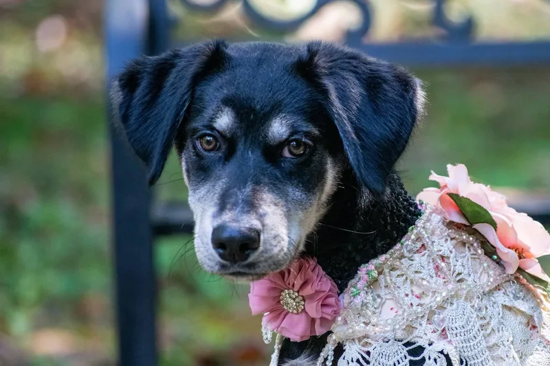 A baby small-sized female Hound dog named Eclipse for adoption in Sevierville, TN