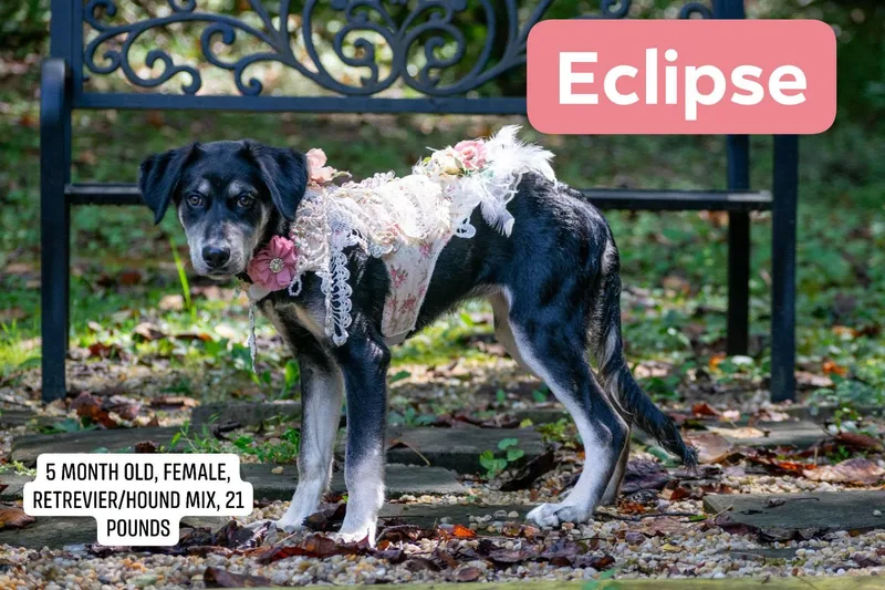 Eclipse thumbnail 4
