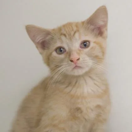 A baby small-sized male Domestic Short Hair cat named Gardetto for adoption in Verona, WI