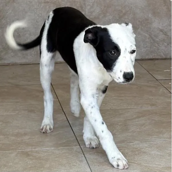A baby medium-sized female Black Border Collie dog named Whitney for adoption in Santa Rosa, CA