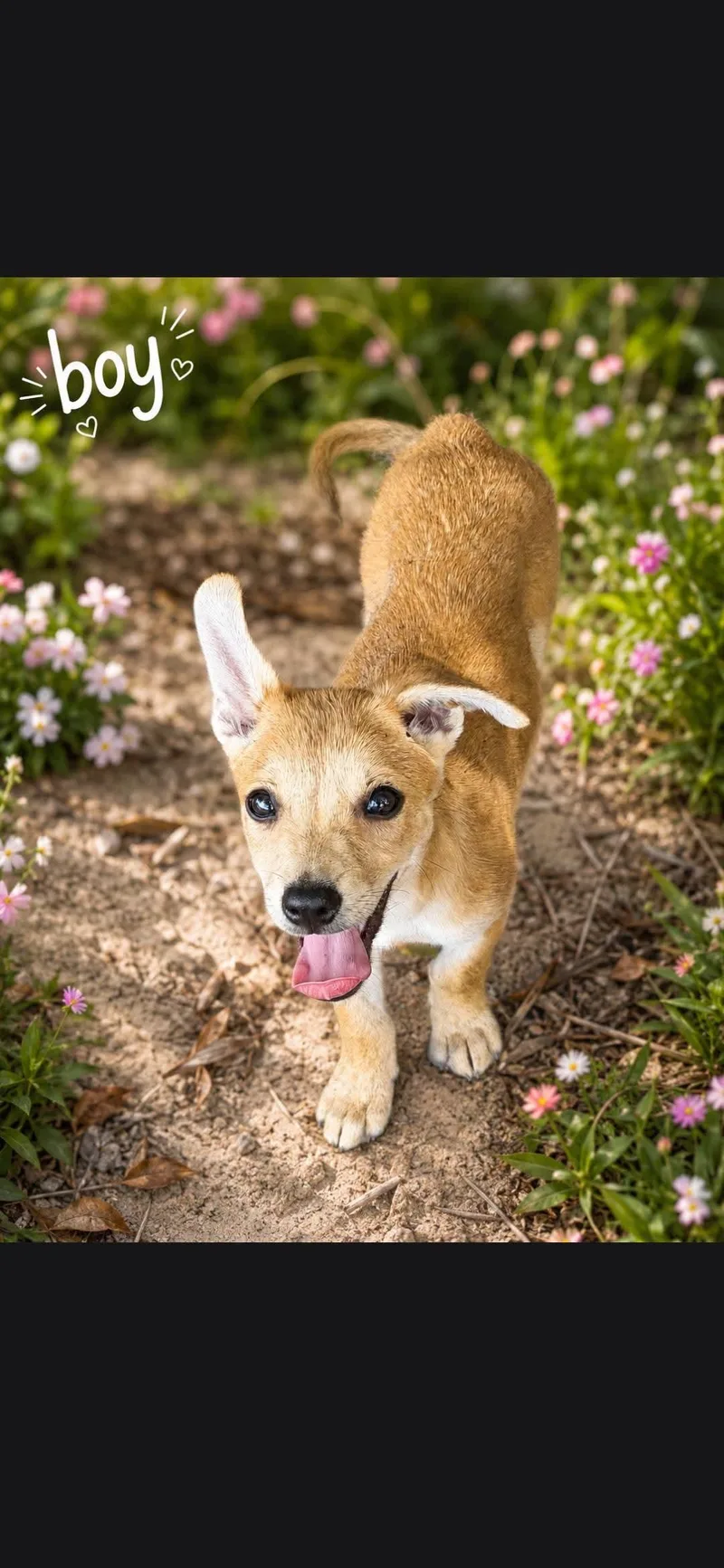 Peanut