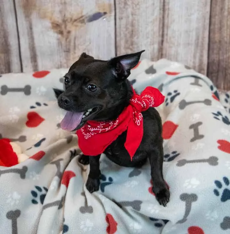 An adult small-sized female Chihuahua dog named Lorraine for adoption in Kennesaw, GA