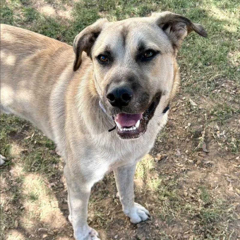 A young medium-sized male White / Cream Black Mouth Cur dog named Asher for adoption in Marshall, TX
