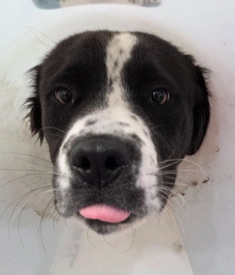 A young large-sized male Border Collie dog named Fonzie for adoption in Brookings, OR