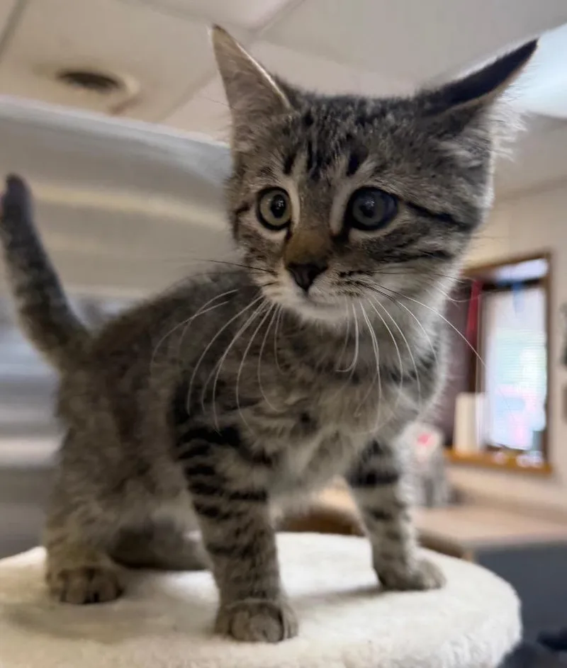 A baby small-sized male Tabby (Brown / Chocolate) Domestic Short Hair cat named Leonardo DiCatprio for adoption in Columbus, NE