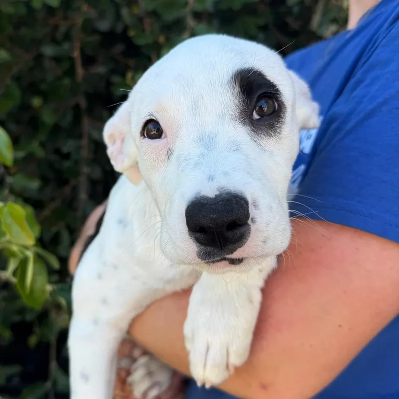 A baby small-sized female Black Pit Bull Terrier dog named Dottie for adoption in Santa Barbara, CA