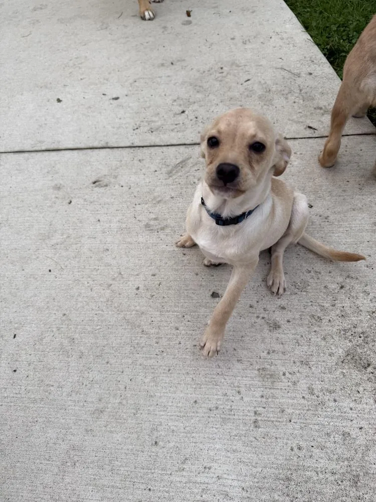A baby small-sized male Terrier dog named 1251(Luigi) for adoption in Plymouth, MI