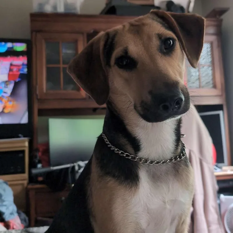 An adult large-sized female Black Mixed Breed dog named Aura for adoption in Philadelphia, PA