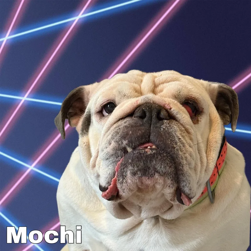 Mochi thumbnail 3