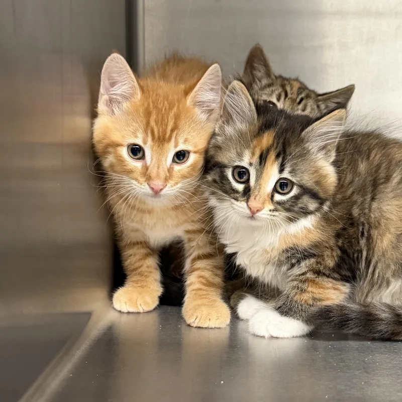 A baby medium-sized male Tabby (Orange / Red) Domestic Medium Hair cat named Applejack for adoption in Kent, WA