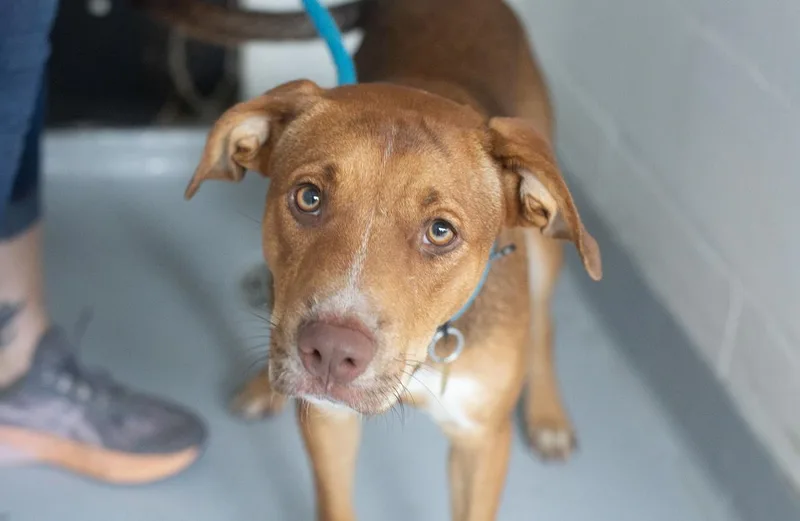 A young medium-sized male Pit Bull Terrier dog named Zeus for adoption in Mountain Home, AR