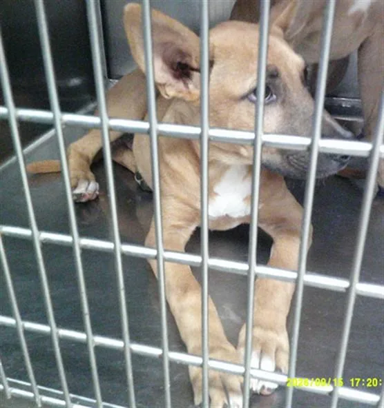 A baby small-sized female Labrador Retriever dog named A for adoption in Oklahoma City, OK