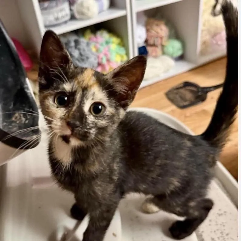 A baby small-sized female Black Domestic Short Hair cat named Dalchini for adoption in Newport, TN