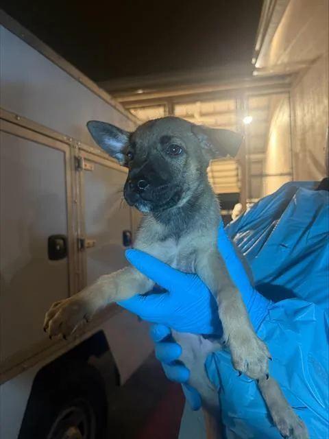 A baby small-sized male American Staffordshire Terrier dog named Beetle for adoption in San Antonio, TX