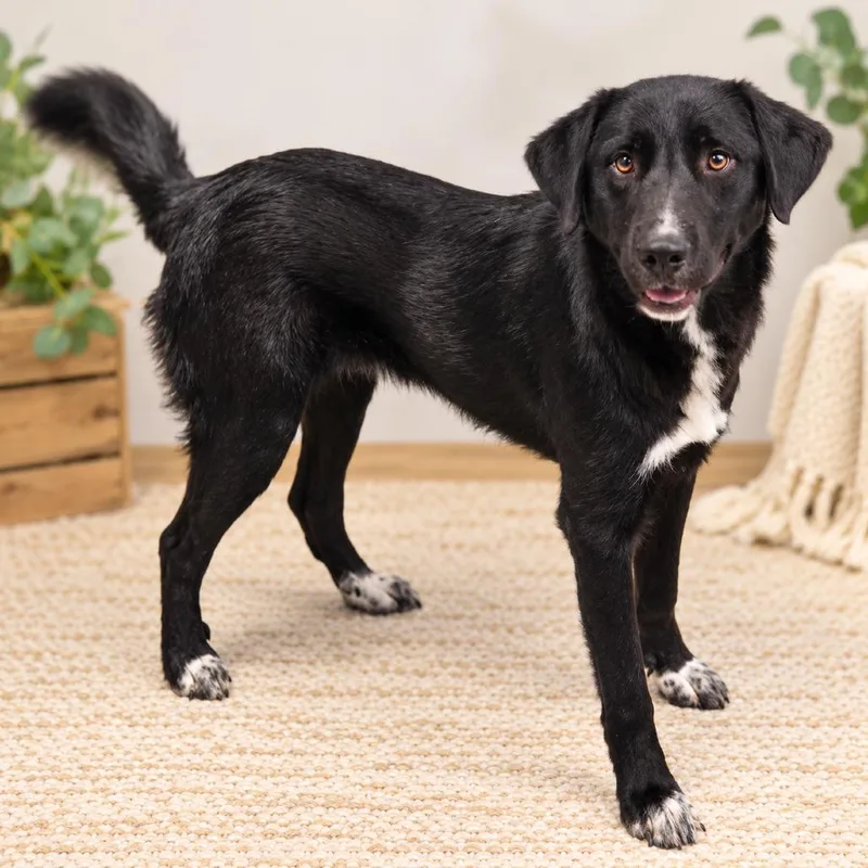 A young medium-sized male Black Great Pyrenees dog named Manny for adoption in Hopkinton, MA