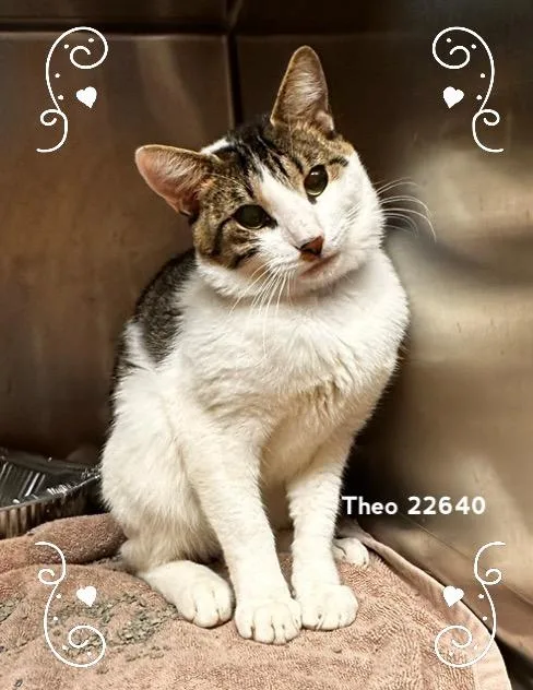An adult medium-sized male White Domestic Short Hair cat named Theo for adoption in Marietta, GA