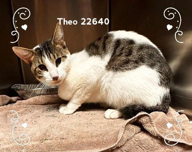 Theo thumbnail 4