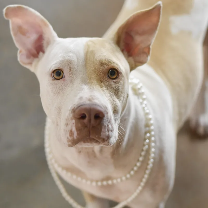 An adult medium-sized female White / Cream American Bulldog dog named Luna for adoption in Defuniak Springs, FL
