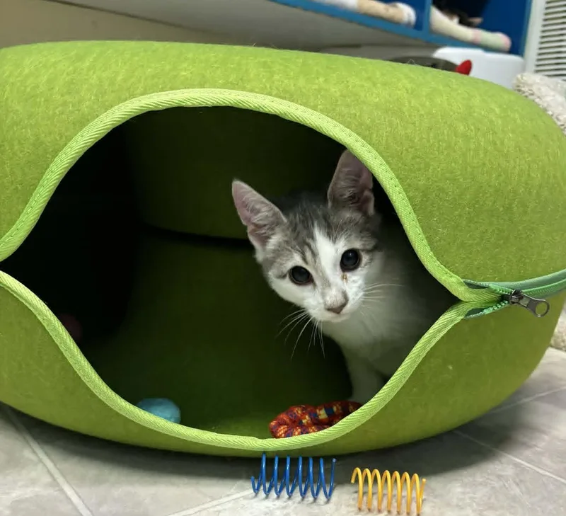 A baby medium-sized male Gray & White Domestic Short Hair cat named Jingle for adoption in Ocean City, NJ