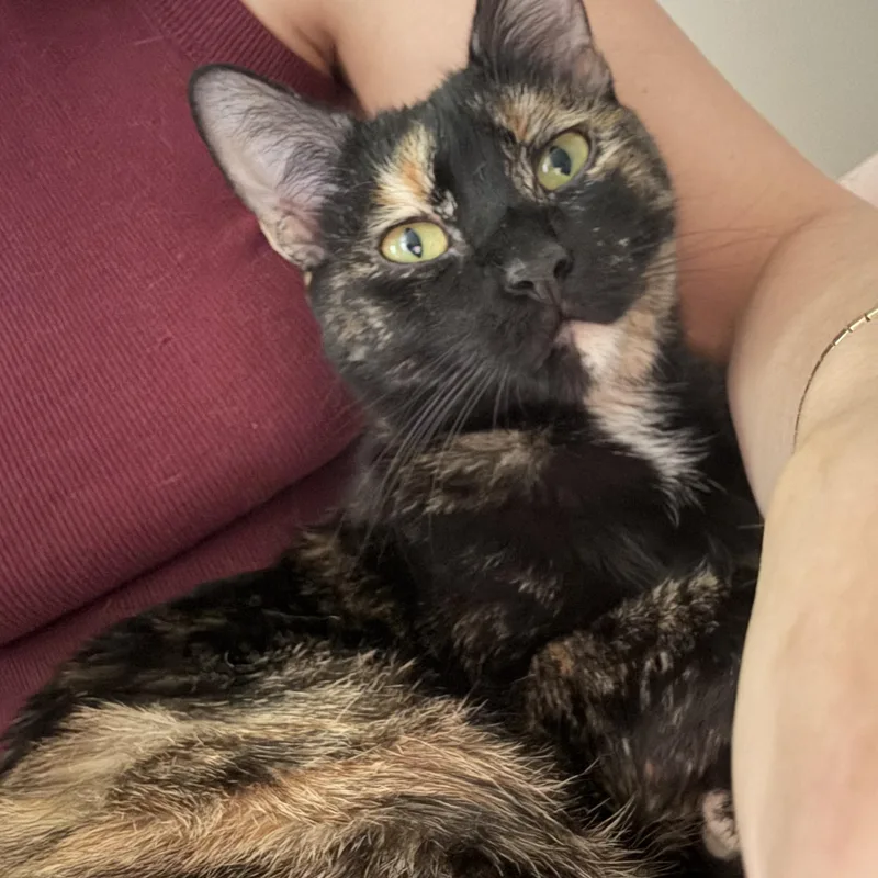 An adult medium-sized female Tortoiseshell Domestic Short Hair cat named Thai for adoption in Seneca, SC