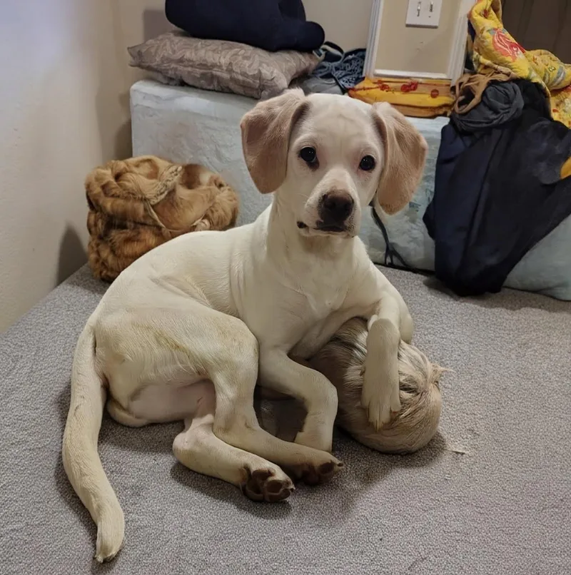 A baby medium-sized female Mixed Breed dog named Angel for adoption in Chesapeake, VA