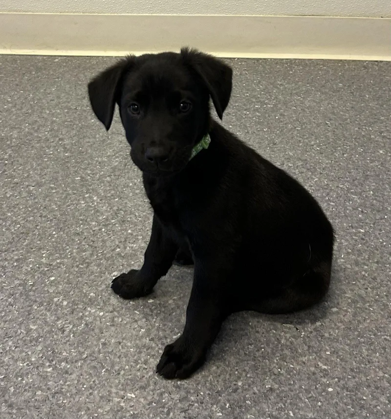 A baby medium-sized male Labrador Retriever dog named Dill for adoption in Steeleville, IL