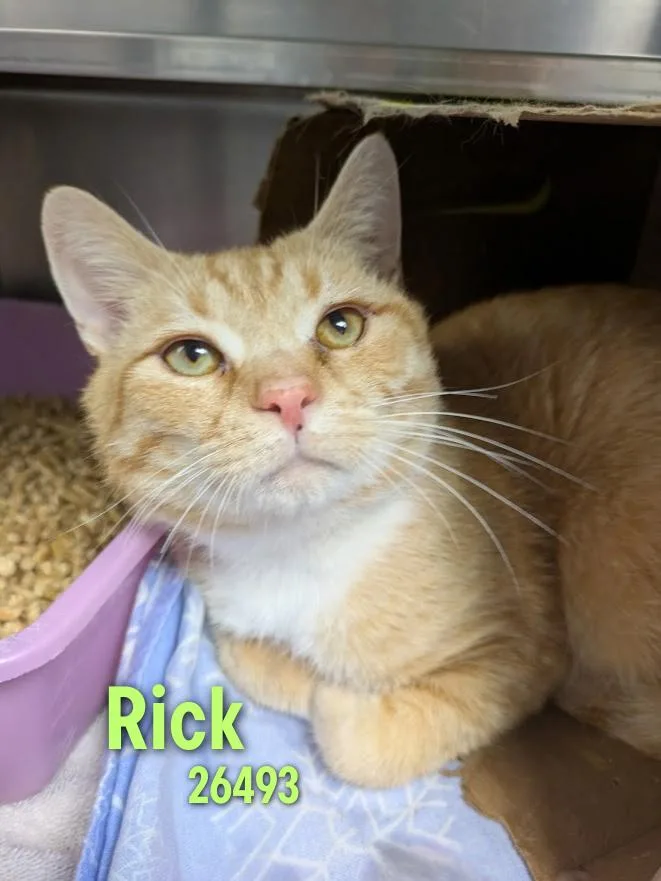 A young medium-sized male Domestic Short Hair cat named Rick for adoption in Oak Ridge, TN