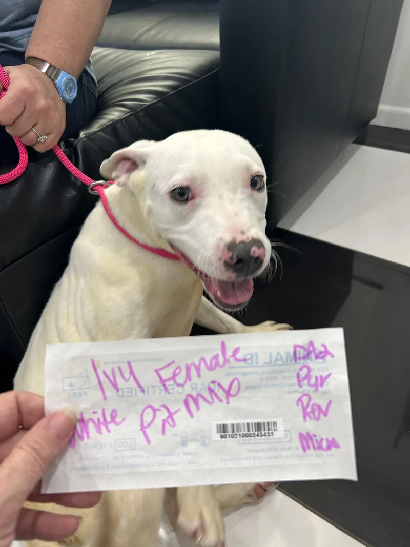 An adult medium-sized female Pit Bull Terrier dog named Ivy for adoption in Blue Springs, MO
