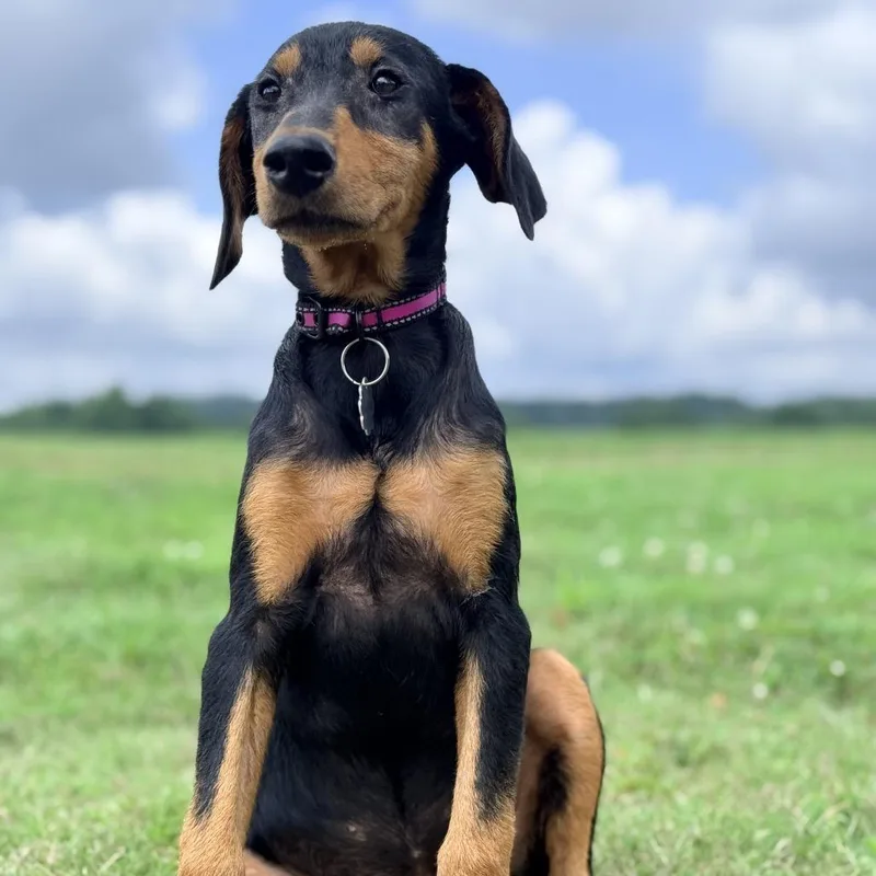 A baby large-sized female Black Doberman Pinscher dog named Gatti for adoption in Duck River, TN