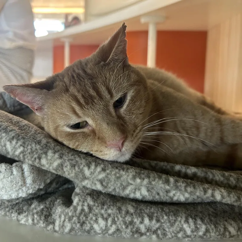An adult large-sized male Orange / Red Domestic Short Hair cat named Jackson for adoption in Bentonville, AR