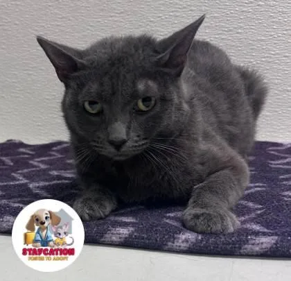 An adult small-sized female Domestic Short Hair cat named Mary for adoption in Phoenix, AZ