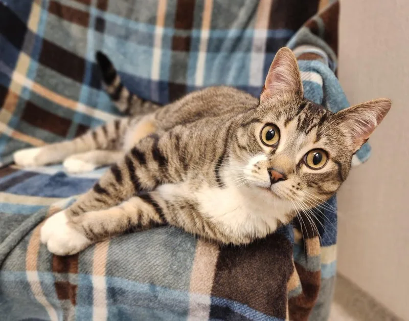 An adult medium-sized male Domestic Short Hair cat named Tubby for adoption in Superior, WI