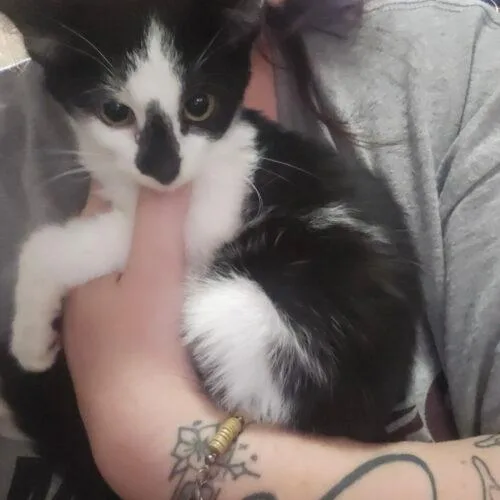 A baby small-sized female Domestic Short Hair cat named Baltimore for adoption in Canal Winchester, OH