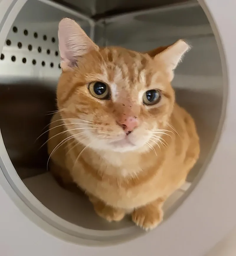 An adult medium-sized male Domestic Short Hair cat named Neo for adoption in Nashville, TN