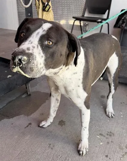 An adult small-sized male Black Pit Bull Terrier dog named Cachukis for adoption in El Paso, TX