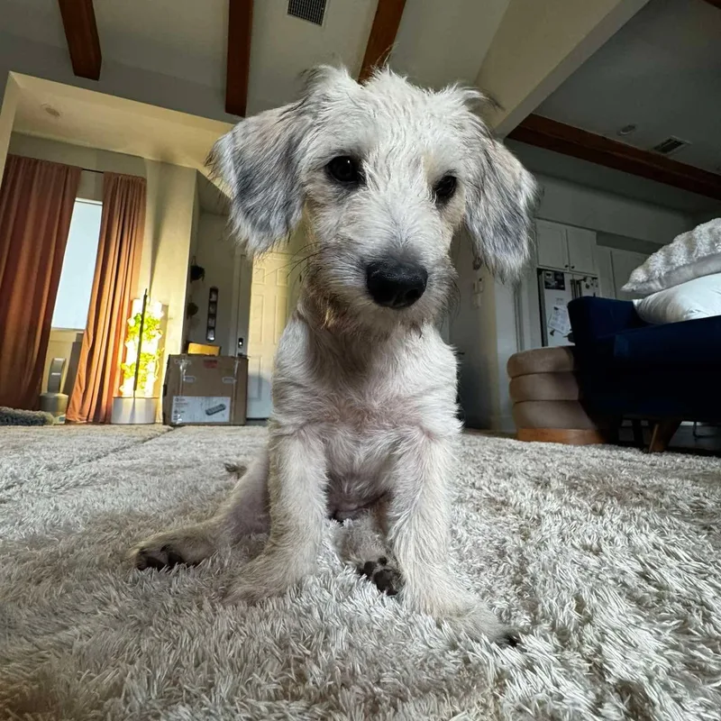 A baby small-sized female Apricot / Beige Terrier dog named Athena for adoption in Warren, RI