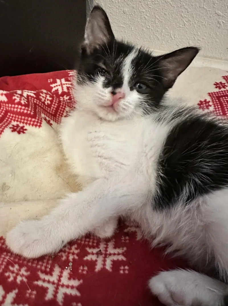A baby medium-sized female Black & White / Tuxedo Domestic Short Hair cat named Pioneer for adoption in Seal Beach, CA
